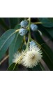 Gumleaf Eucalyptus Blue Mallee Essential Oil  10ml (New)